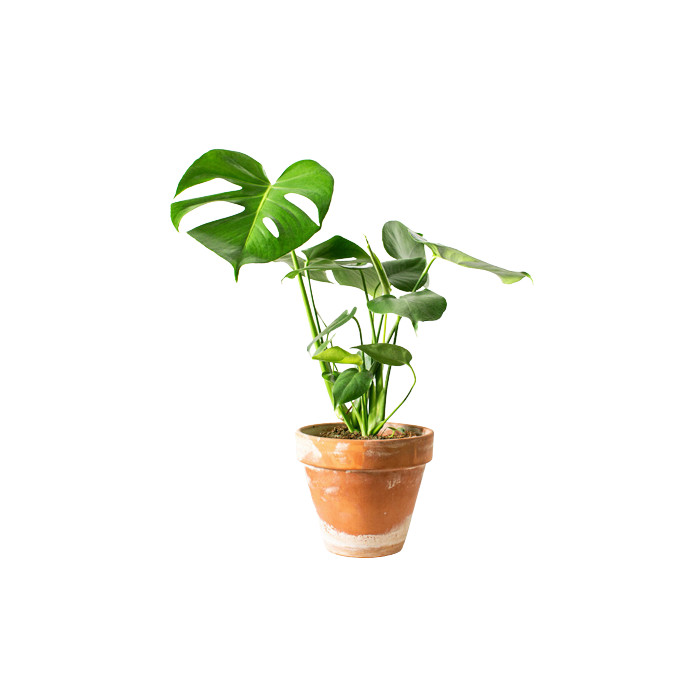 Planta Monstera Deliciosa