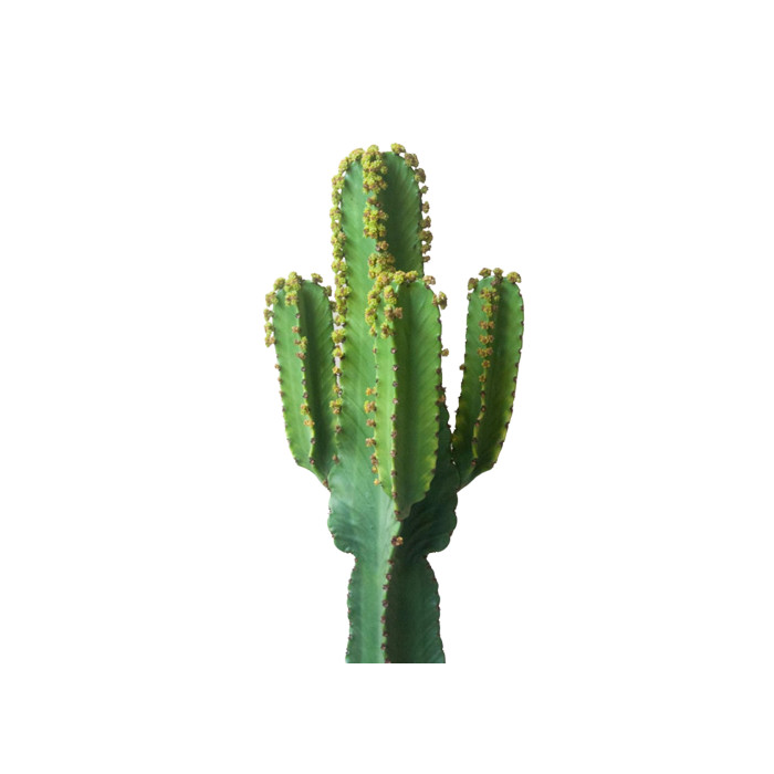 Cactus IGENS