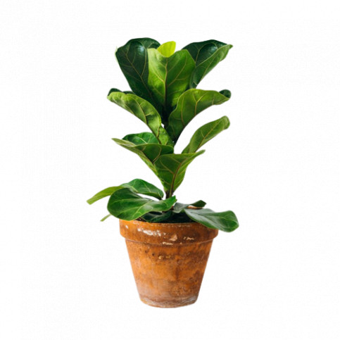 Planta Ficus LYRATA