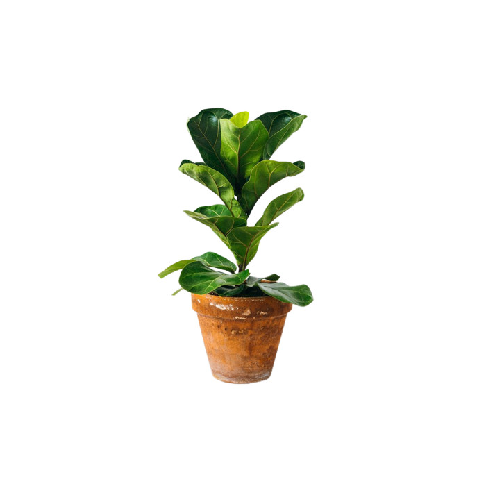 Planta Ficus LYRATA