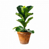 Planta Ficus LYRATA