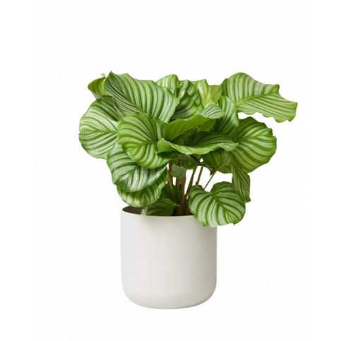 Calathea ORBIFOLIA