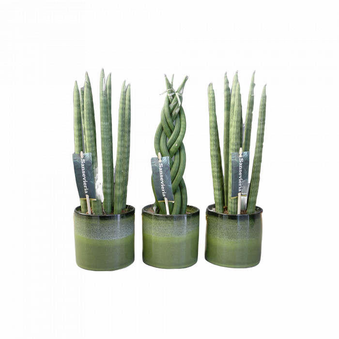 Planta Sansevieria Cilindrica