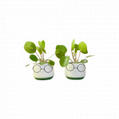 Pilea Peperomioides