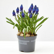 Planta MUSCARI