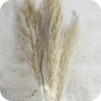 Plumero Cortaderia