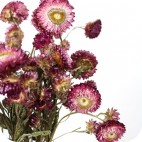 Paquete de Helichrysum Preservada