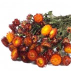 Paquete de Helichrysum Preservada