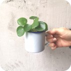 Pilea Peperomioides