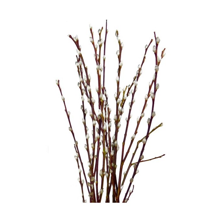 Paquete de Salix