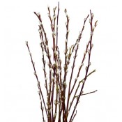 Paquete de Salix