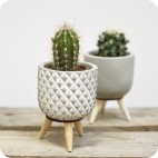 Mini Cactus