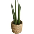 Planta Sansevieria Cilindrica