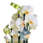 Planta Orquidea Calidad Premium