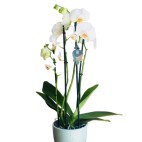 Planta Orquidea Calidad Premium