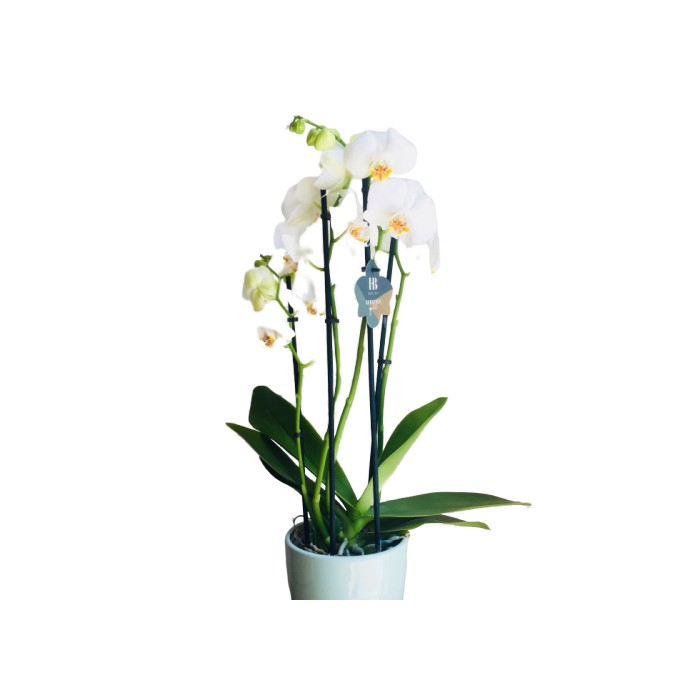 Planta Orquidea Calidad Premium