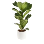 Planta Ficus LYRATA