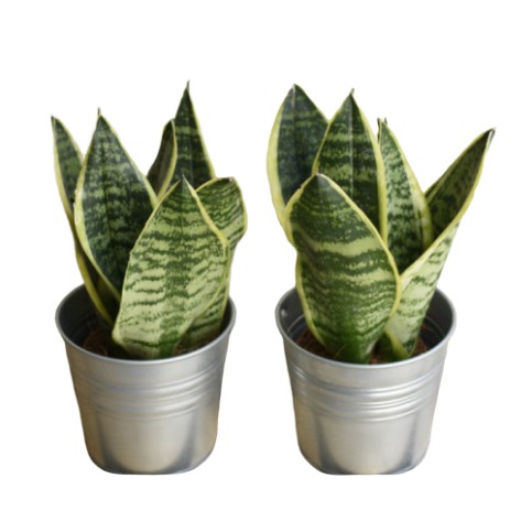 Planta Sansevieria Laurentii