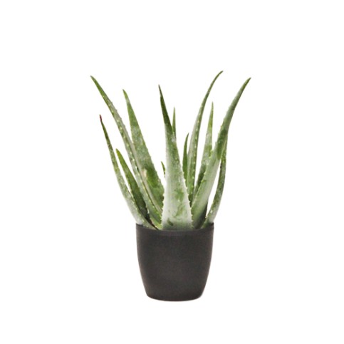 Planta Aloe Vera