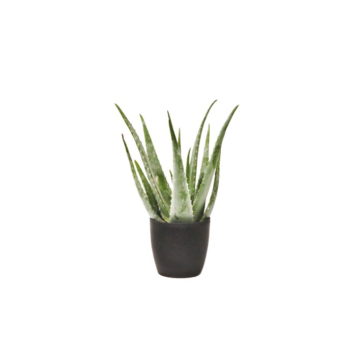 Planta Aloe Vera