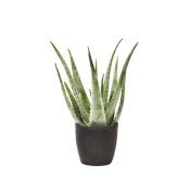 Planta Aloe Vera