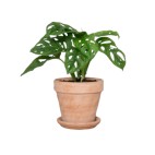 Planta Monstera OBLIQUA