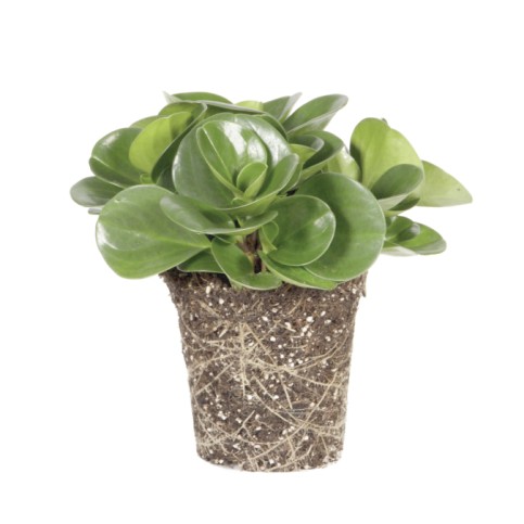 Peperomia Obtusifolia Green Go