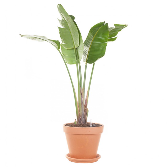 Planta strelitzia