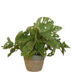 Planta Monstera OBLIQUA