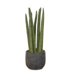 Planta Sansevieria Cilindrica