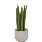 Planta Sansevieria Cilindrica