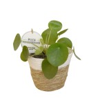 Pilea Peperomioides