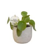 Pilea Peperomioides