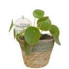 Pilea Peperomioides