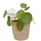 Pilea Peperomioides