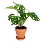 Planta Monstera OBLIQUA