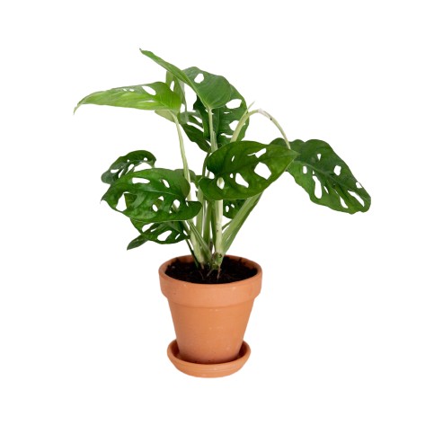 Planta Monstera OBLIQUA