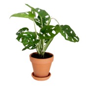 Planta Monstera Adansonii