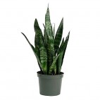 Planta Sansevieria Trifasciata