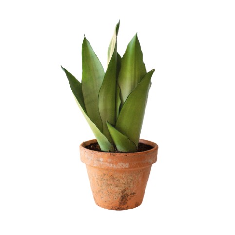 Planta Sansevieria Trifasciata