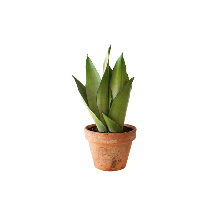 Planta Sansevieria Trifasciata