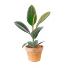 Planta Ficus Robusta