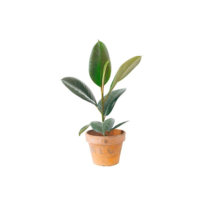 Planta Ficus Robusta