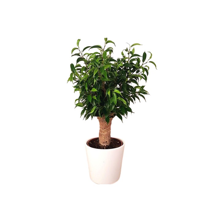 Planta Ficus be Natasja