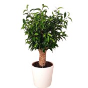 Planta Ficus be Natasja