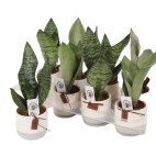 Planta Sansevieria Trifasciata