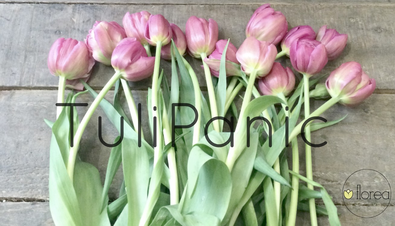 tulipanic